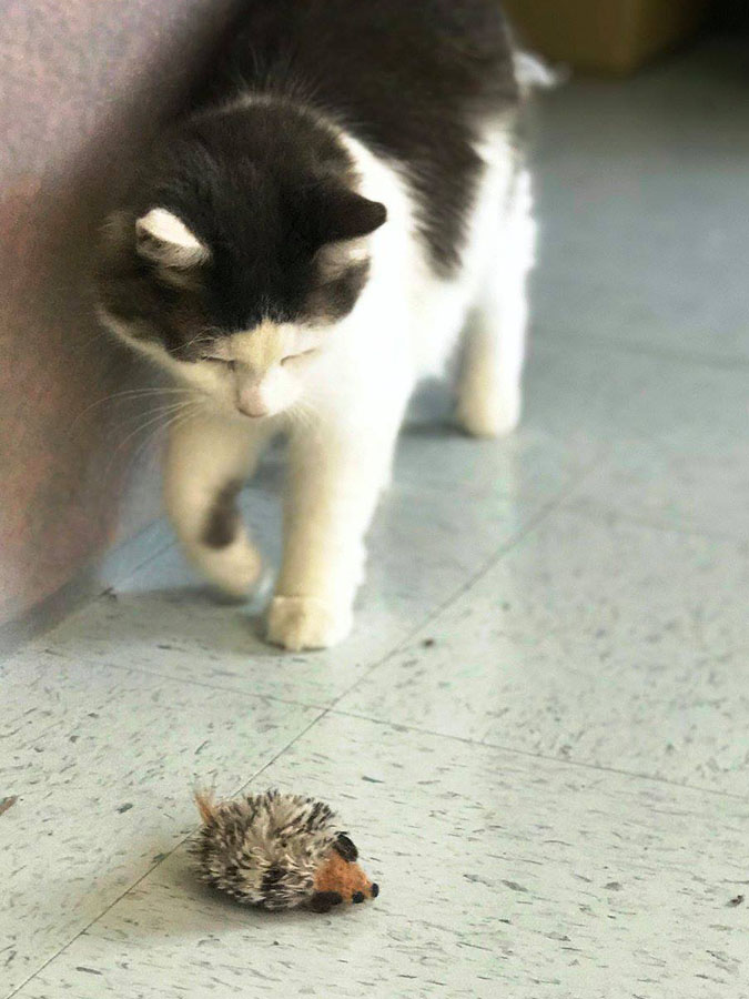 Cat Playing at LaBest Pet Resort and Spa