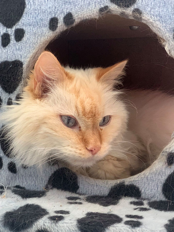 Cat Relaxing at LaBest Pet Resort and Spa