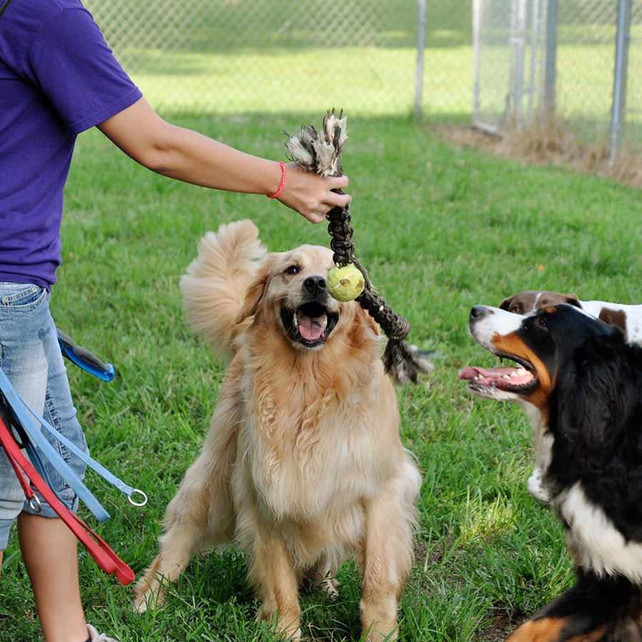 Dog Daycare at LaBest Pet Resort and Spa