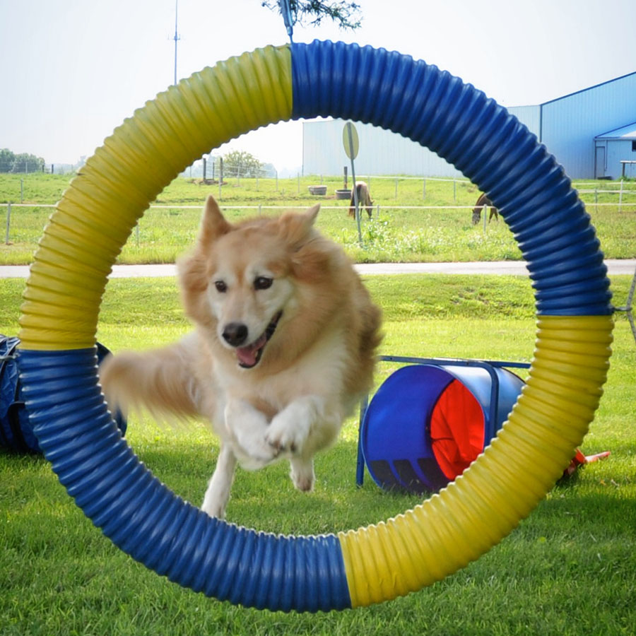 Dog Training at LaBest Pet Resort and Spa