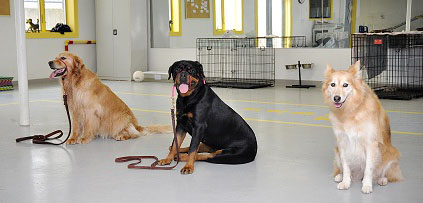 Dog Training at LaBest Pet Resort and Spa