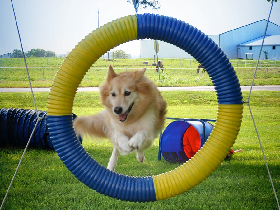 Dog Agility Training at LaBest Pet Resort and Spa