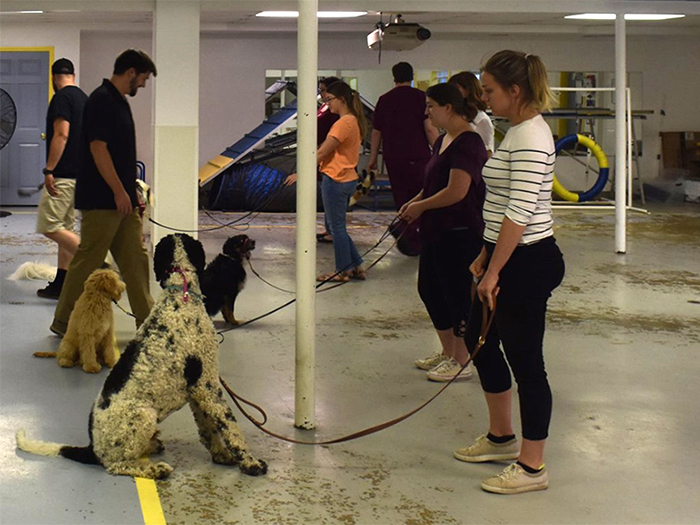 Group Dog Training Class at LaBest Pet Resort and Spa